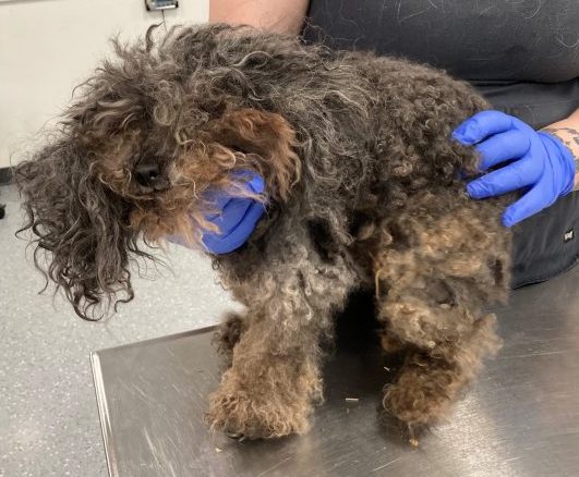 The emaciated male mini poodle dog found on April 26, 2021, in Kent, NY.