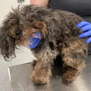 The emaciated male mini poodle dog found on April 26, 2021, in Kent, NY.