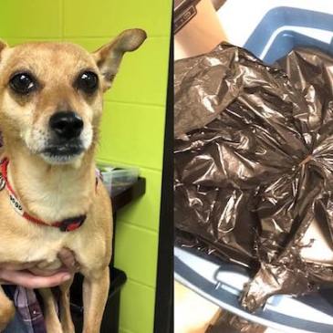 "Rue", the chihuahua found trapped inside a garbage bag and abandoned in Elmsford, NY.