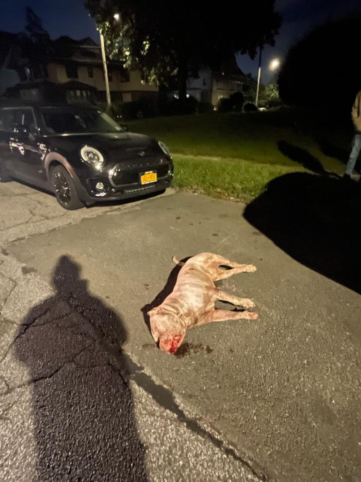 Male pit bull dog found fatally stabbed in Mount Vernon