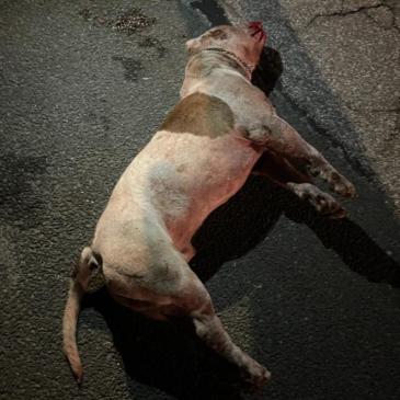 Male pit bull dog found fatally stabbed in Mount Vernon