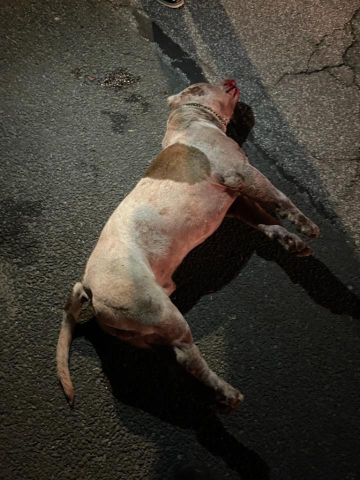 Male pit bull dog found fatally stabbed in Mount Vernon