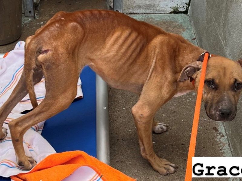 Reward Offered: Animal Cruelty (NYSCS Case&nbsp;#2022-106)